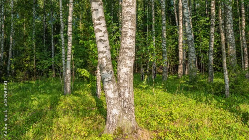 Admirable birch grove by diffused daylight in summer time. Hyperlapse, camera movement to the right, 4k. Admirable birch grove by diffused daylight in summer time. Hyperlapse, camera movement to the right, 4k.