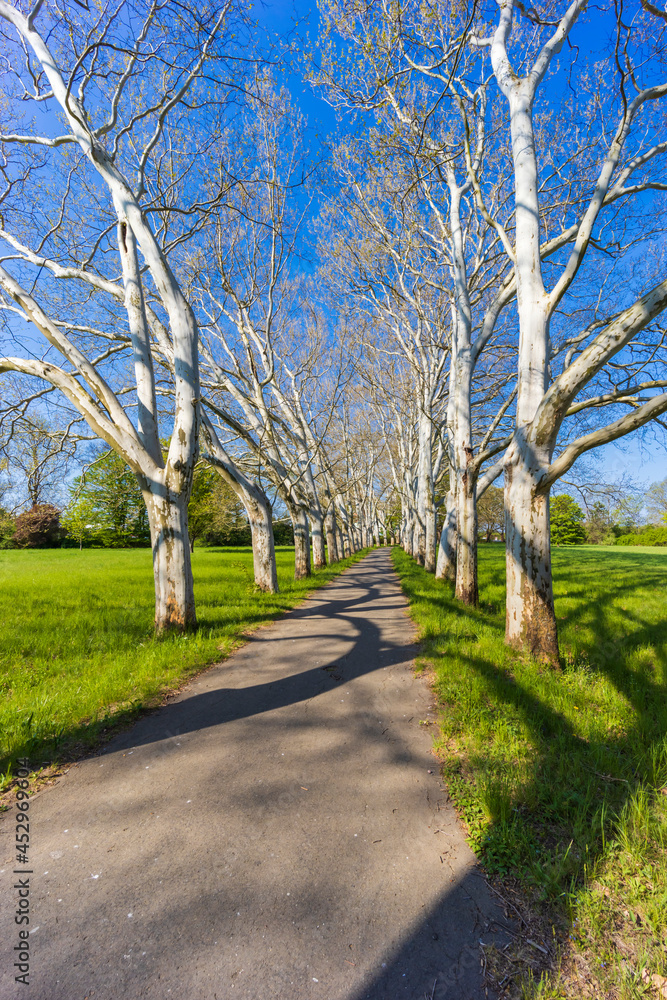 Plane alley in the castle park in Straznice, Southern Moravia, Czech Republic