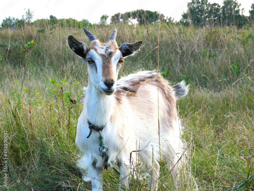 A white horned goat with gray spots looks into the frame. A white horned goat with gray spots looks into the frame.