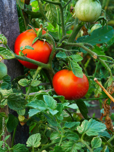 Two red tomatoes on a bush tied to a wooden stick. Vertical frame.
