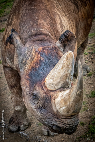portrait of an african rhinocerous