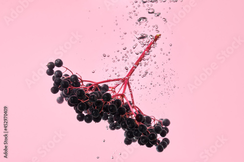 Fresh black elder berries in water on pink background. Healthy antiviral herb.