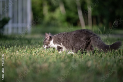 Beautiful gray purebred kitten in the park. © shymar27