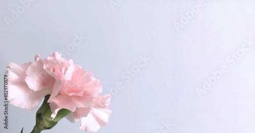 Pink carnation close-up on a light gray background. There is a place for the text.