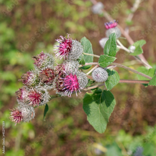 Arctium tomentosum - flowers and leaves during summer