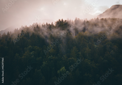 fog in the forest © Martin