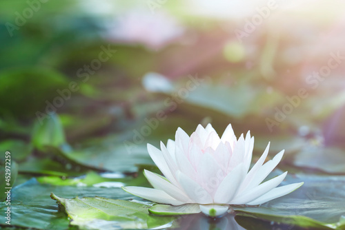 White water lily flower in the lake with sun glare