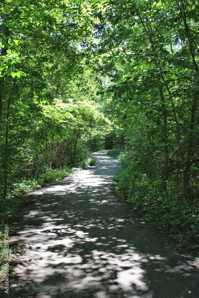 Obraz premium path in the forest