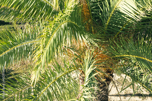 Evergreen palm branches in the subtropics