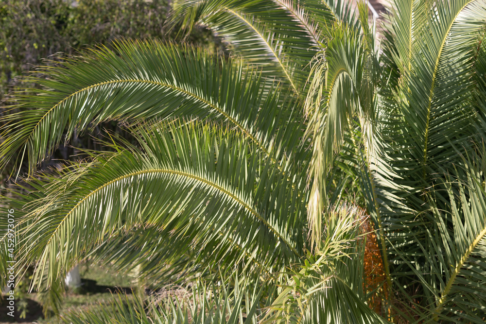 Tropical palm leaves, blurred background