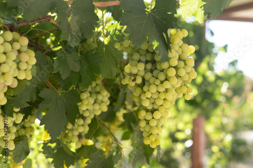 Beautiful ripe grapes on th...