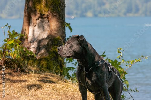 Photo of a pit bull dog on the harness in the park area by the lake.