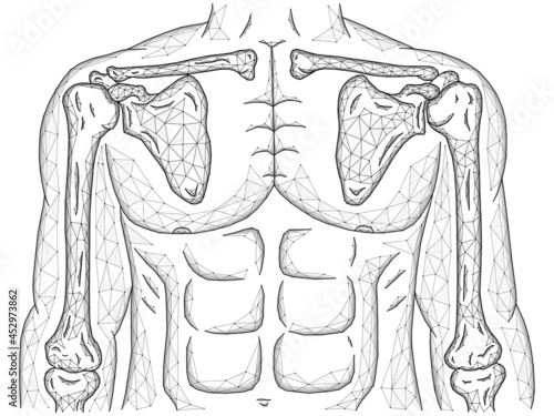 Polygonal vector illustration of shoulder and elbow joints, human body model made from line and dots, front view.