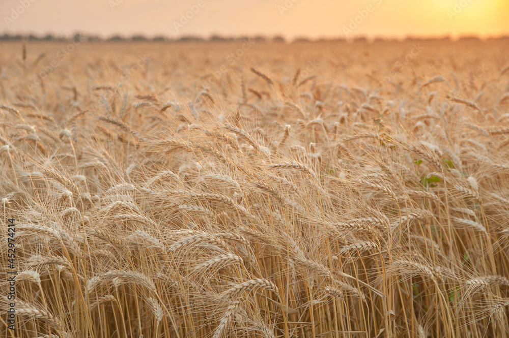 Golden rye field at sunset; a harvest scenery in the countryside Golden rye field at sunset; a harvest scenery in the countryside