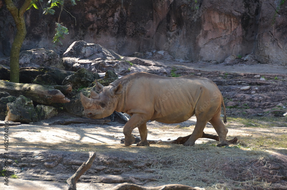 Rhinoceros walking in a park.