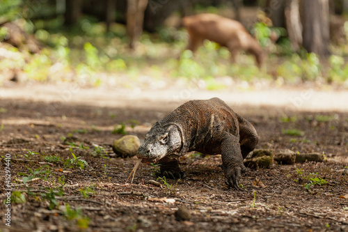 Komodo dragon walking with its forked tongue out