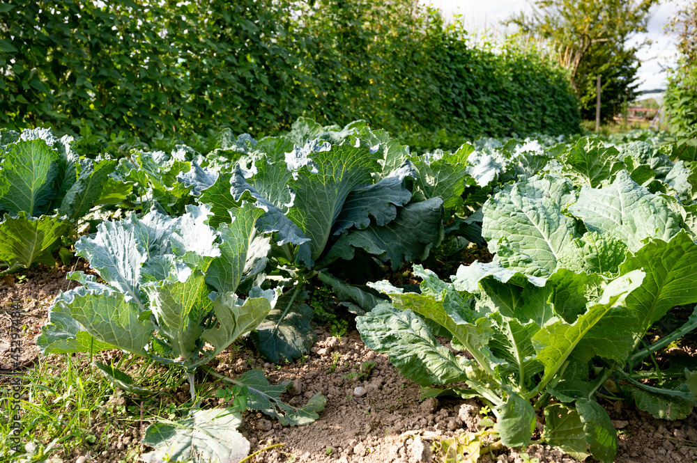 Naklejka premium Jardin avec rangs de choux et de haricots