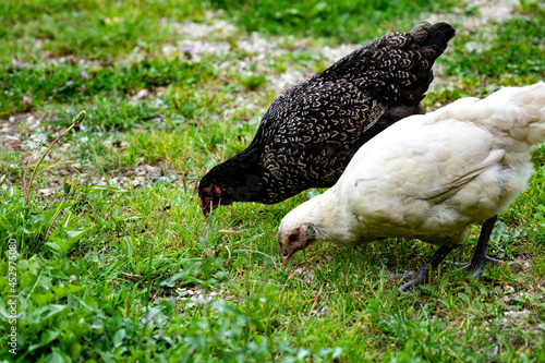 2 poules mangent des graines dans une ferme à la campagne photo