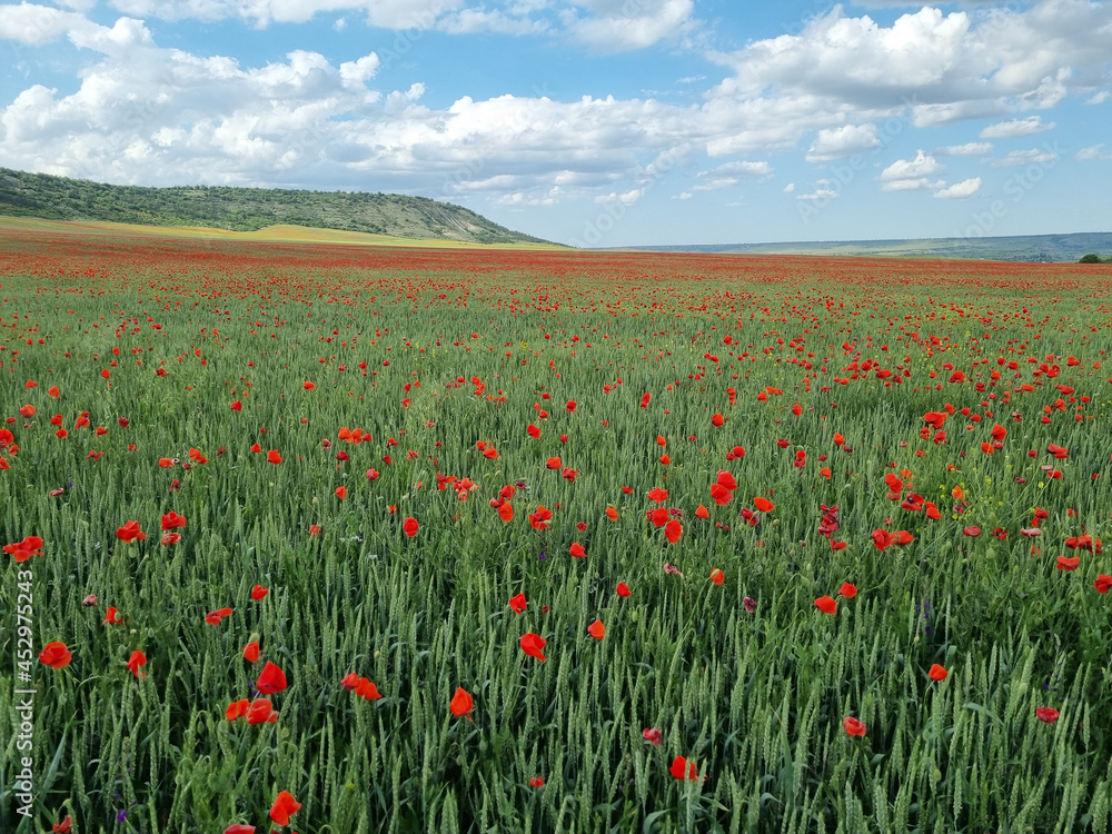 poppies in the spring in a field among the greenery