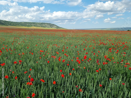 poppies in the spring in a field among the greenery