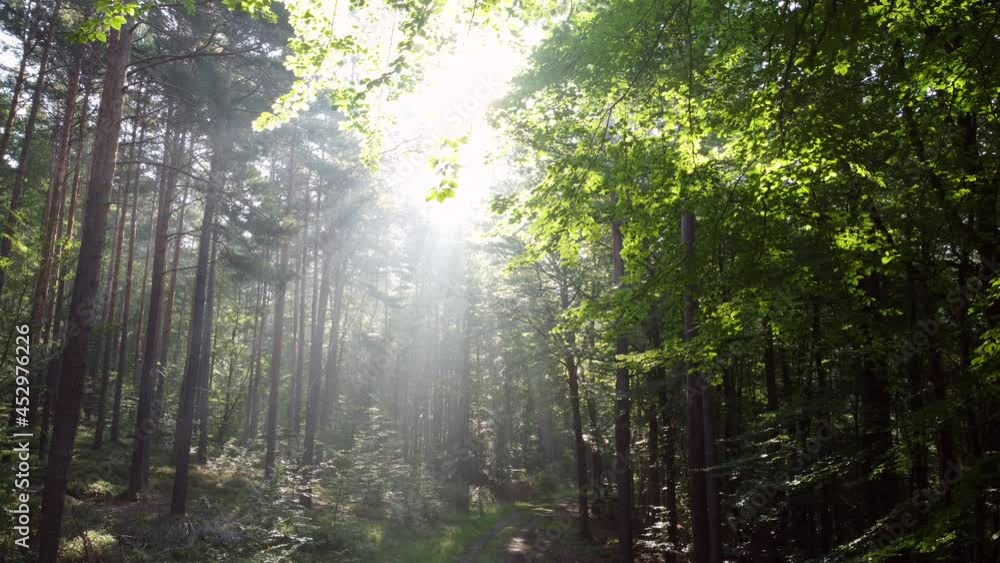 Sonnenstrahlen durchbrechen den nebligen Wald Sonnenstrahlen durchbrechen den nebligen Wald