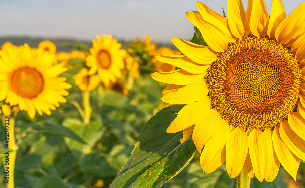 Fleurs de tournesols dans un champs avec la lumière du soleil. Fleurs de tournesols dans un champs avec la lumière du soleil.
