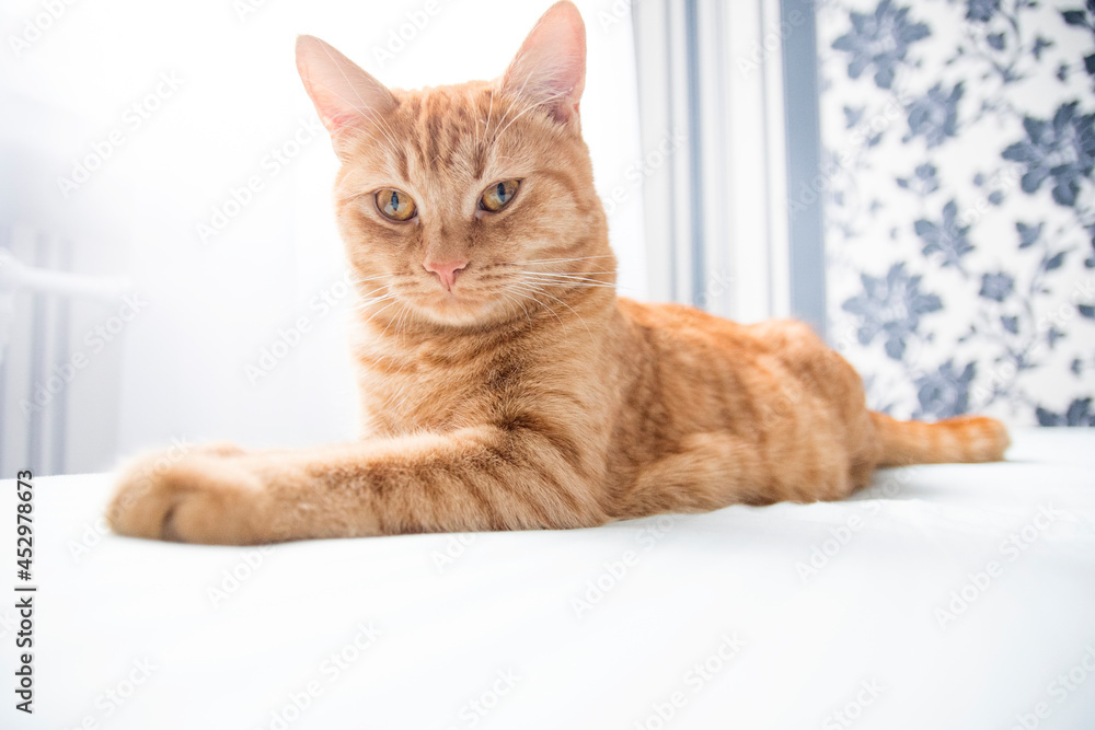 Ginger cat lies on the bed