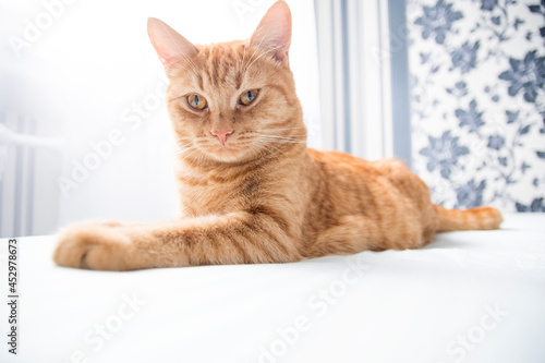 Fototapeta Naklejka Na Ścianę i Meble -  Ginger cat lies on the bed
