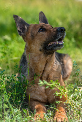 old german shepherd among green grass © Evdoha