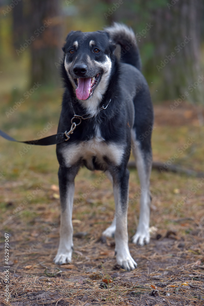 black and brown dog mongrel at animal shelter black and brown dog mongrel at animal shelter