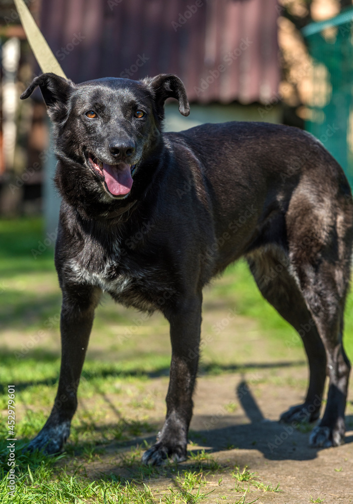 black dog mongrel on a leash in summer