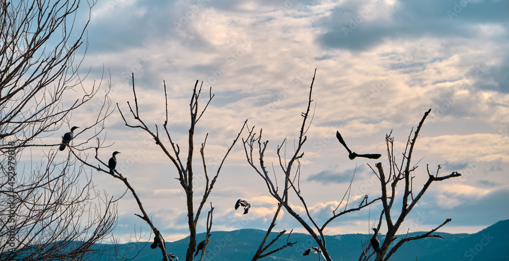 Fototapeta premium Old and dried tree near the lake and sea. Birds on the branch of withered tree with lake and mountain background.