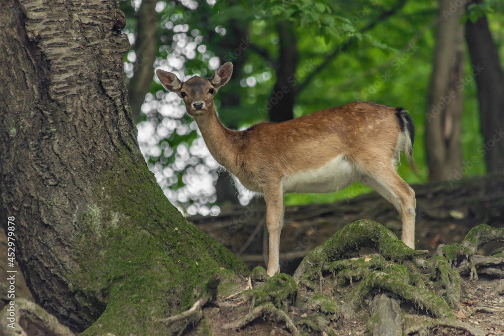 Small deers in dark slope forest in summer hot day Small deers in dark slope forest in summer hot day