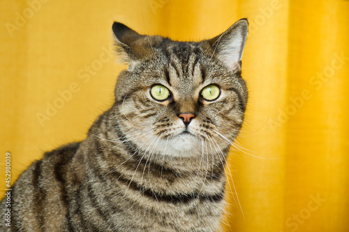 Fototapeta Naklejka Na Ścianę i Meble -  Portrait of tabby grey cat on yellow background. Cute funny curious pet. Domestic cat muzzle.