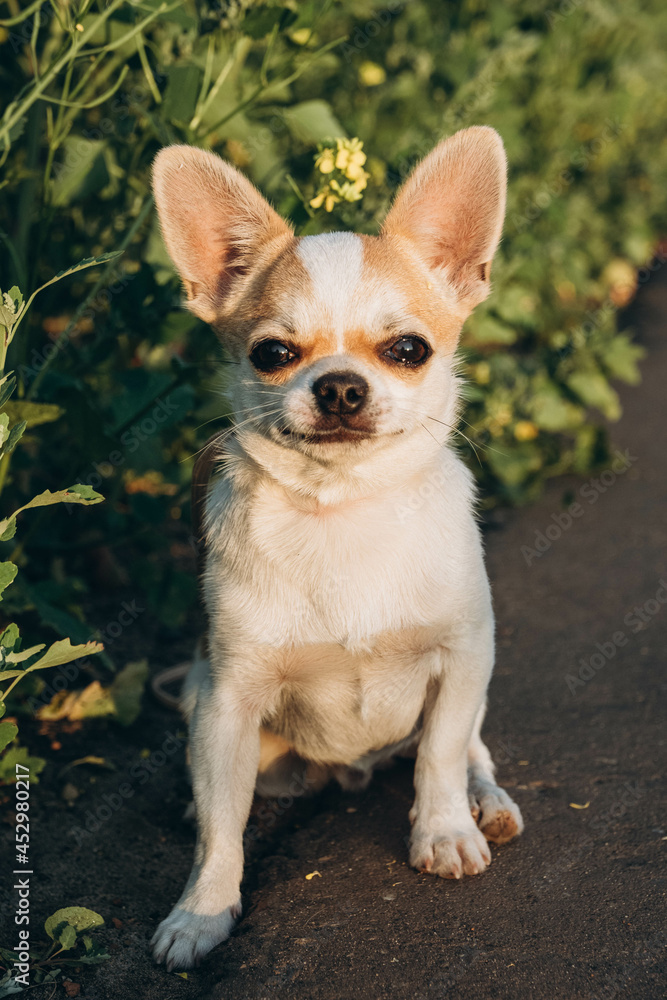A Chihuahua dog boy, on a walk in a harness in the park on a summer evening. A Chihuahua dog boy, on a walk in a harness in the park on a summer evening.