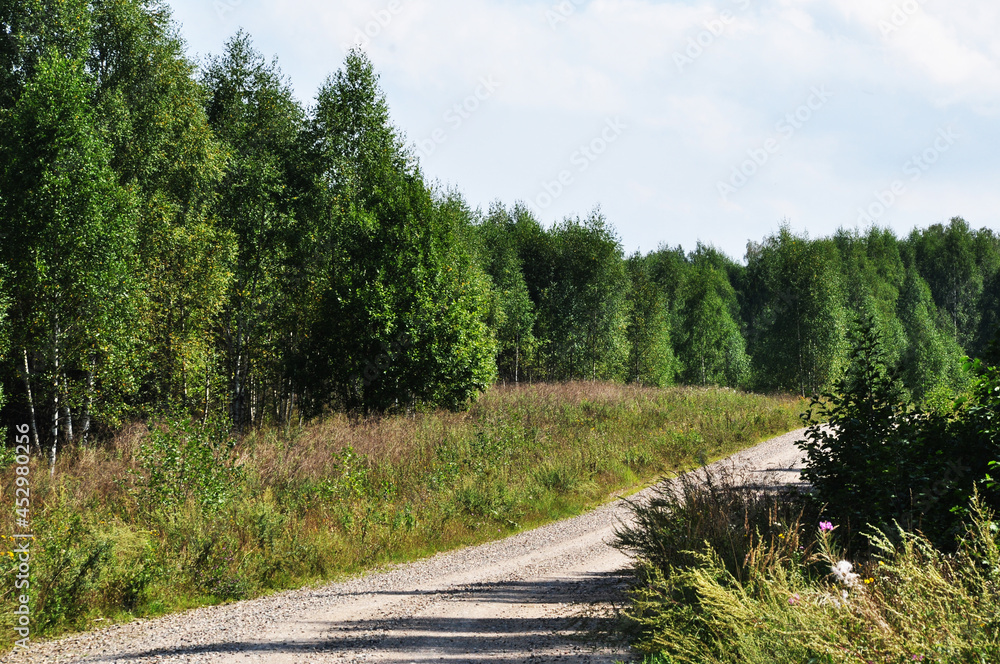 Dirt road in the forest. Panorama of the forest from the road. Summer sunny day in the forest.