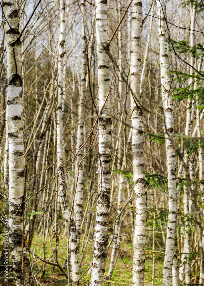 Obraz premium a young birch forest