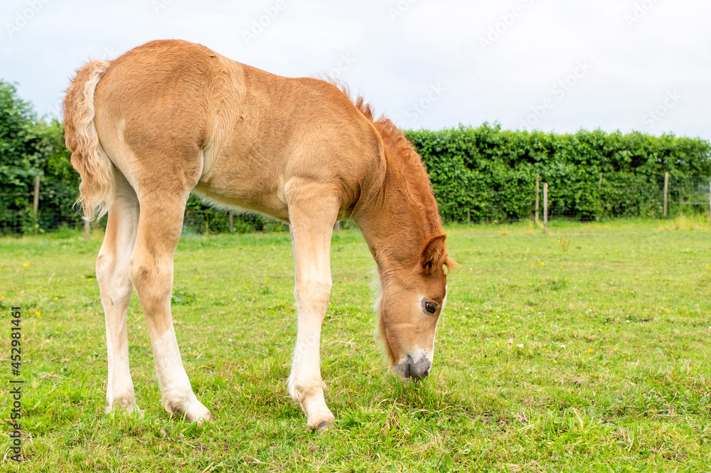 Young brown foal grazing in the field Young brown foal grazing in the field