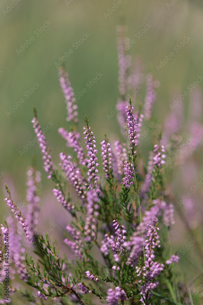 close up of heath