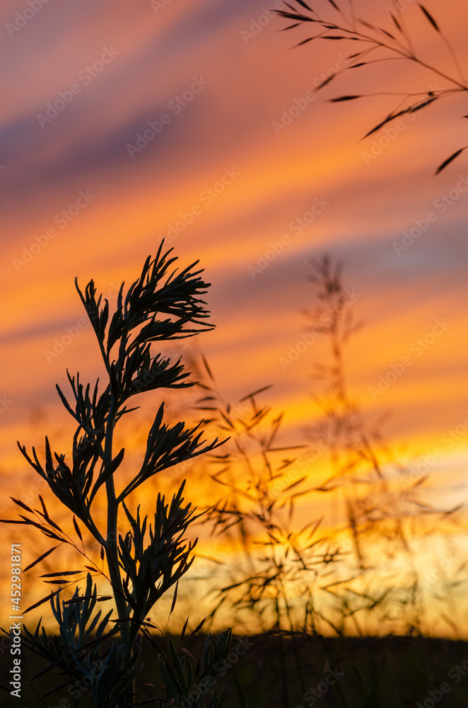 Wild grass against a rising sun. Sunrise in the Volga delta Wild grass against a rising sun. Sunrise in the Volga delta