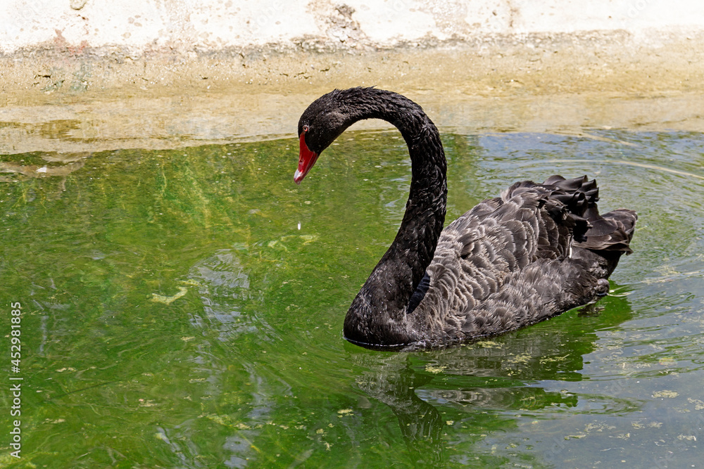 Naklejka premium A black swan swims in the water of an artificial reservoir. Focus on the bird.