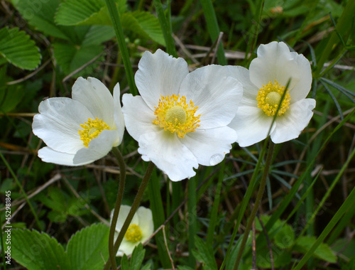 In the wild  Anemone sylvestris blooms in the forest