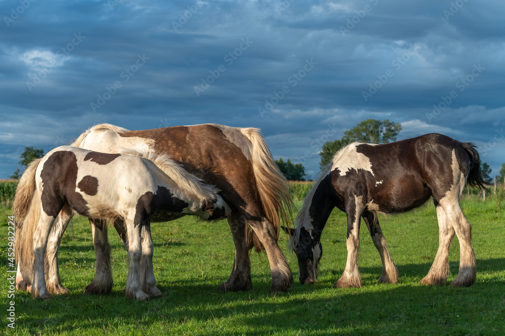 Irish cob horses in a pasture in spring. Irish cob horses in a pasture in spring.