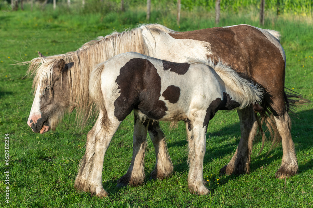 Fototapeta premium Irish cob horses in a pasture in spring.