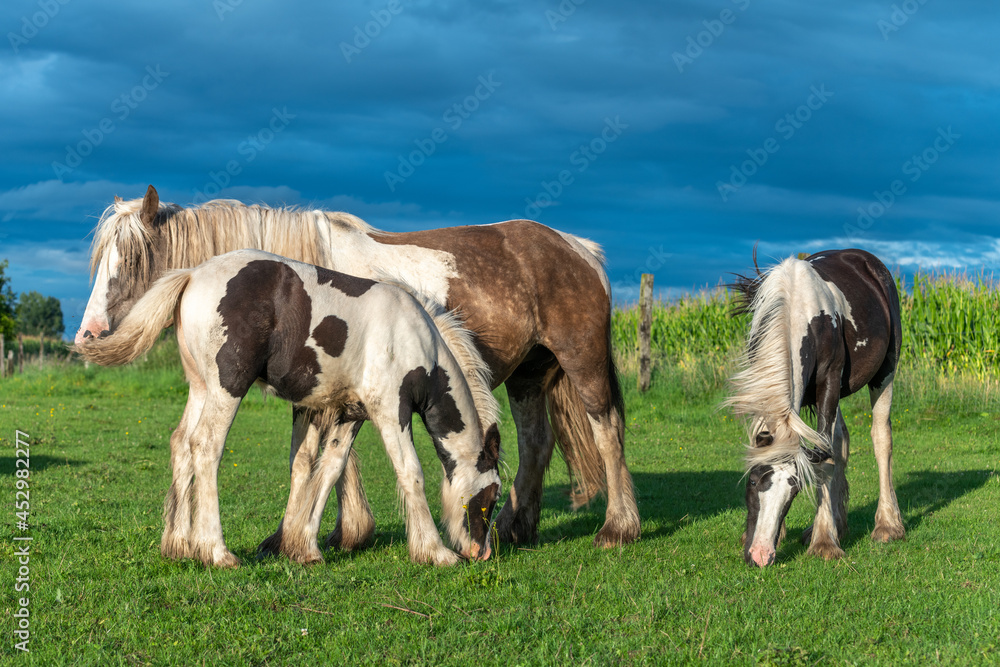 Irish cob horses in a pasture in spring. Irish cob horses in a pasture in spring.