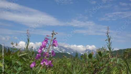 On a green meadow, grass and a purple wildflower are swaying in the wind. Mountains with snow-covered slopes against a background of blue sky and clouds. Kamchatka
