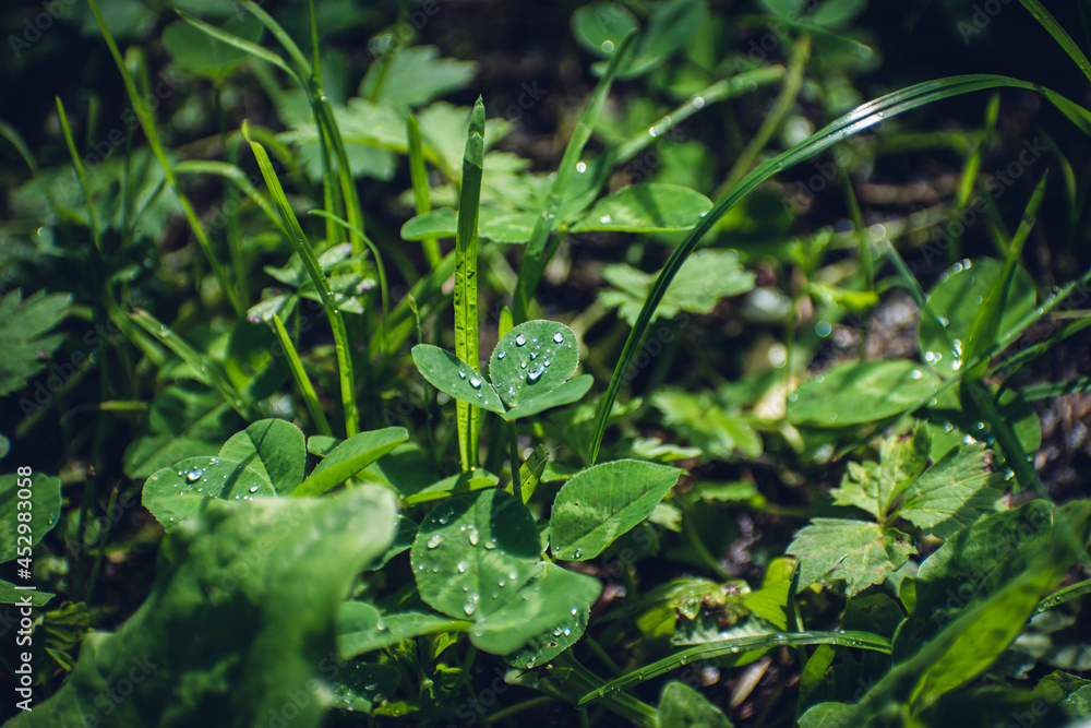 drops of water after rain on the leaves drops of water after rain on the leaves
