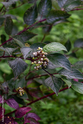 butterfly on a flower