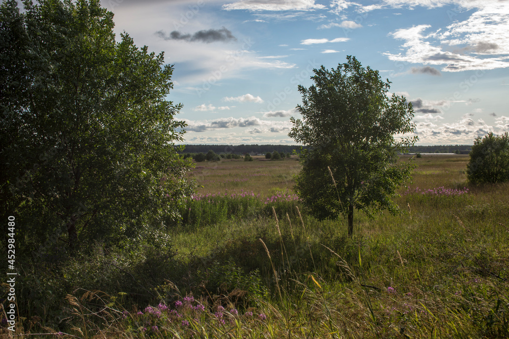 Obraz premium Beautiful landscape of the Russian North in the leningrad region Summer landscape cloudy sky and blooming Ivan-tea in the Leningrad region.
