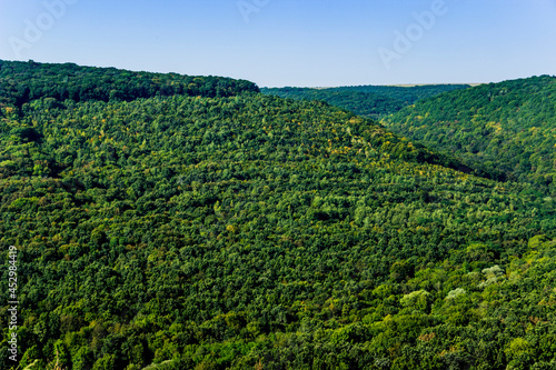 a forest landscape